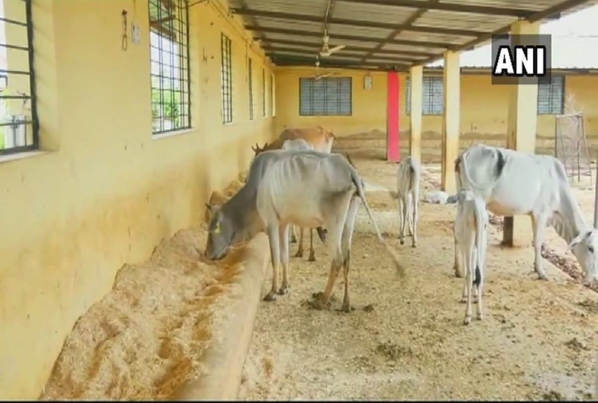 18 cows died, allegedly due to cold in Agar Malwa, Madhya Pradesh