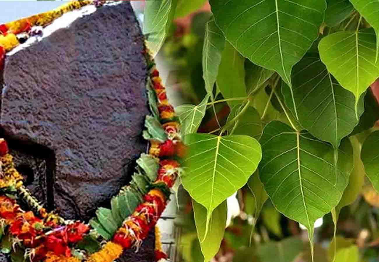 Shani pradosh fast is more fruitful