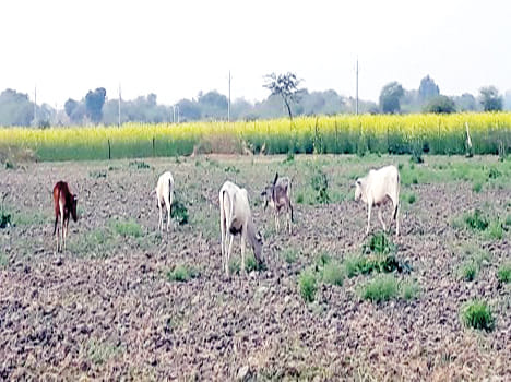 50 bigha cropped cattle