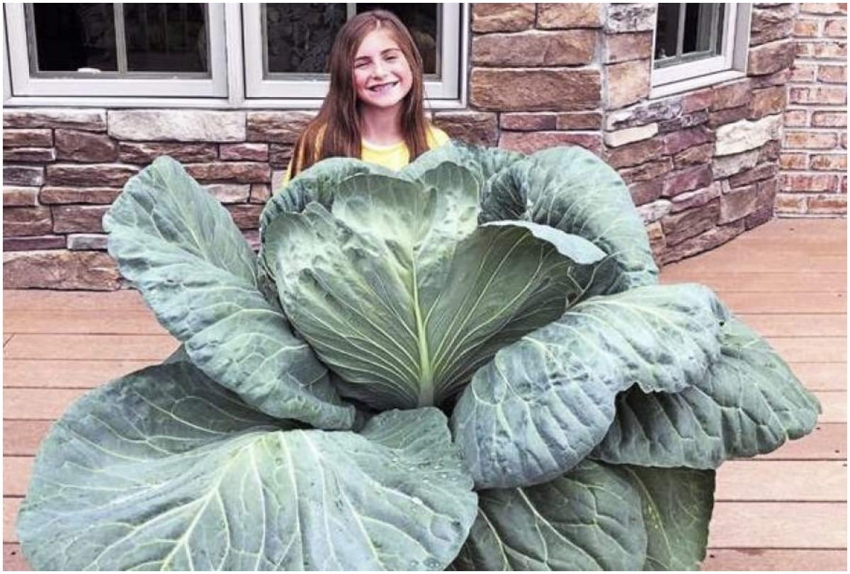 Nine years old Lilly reese has grown 14 kg cabbage wins 70k rupees