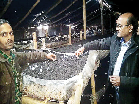 Mushroom changed the fishery, well-grown farmer