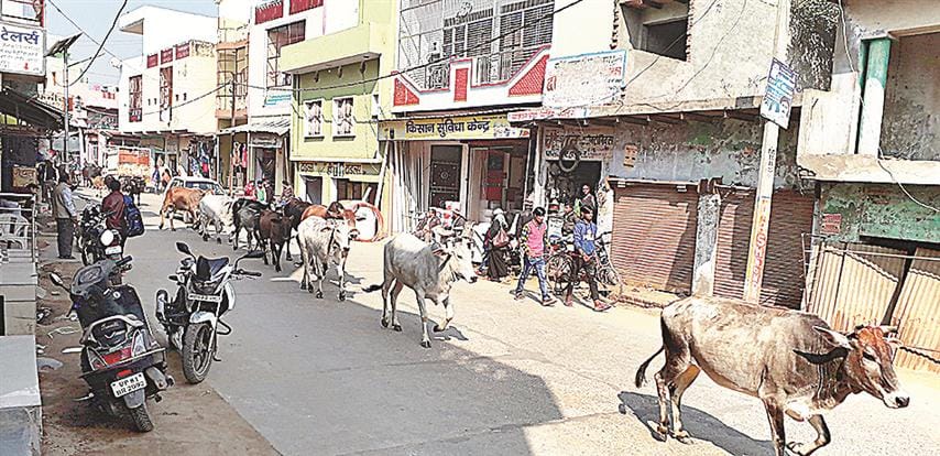 Do not open the doors of open cows for the cows;