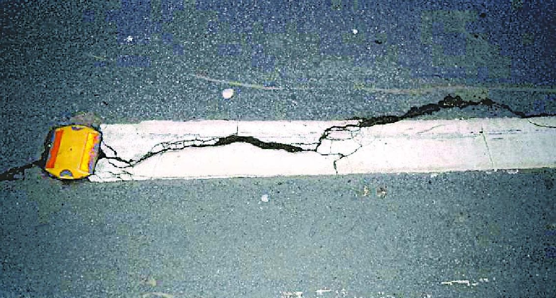 Fleas on the road, increase the risk