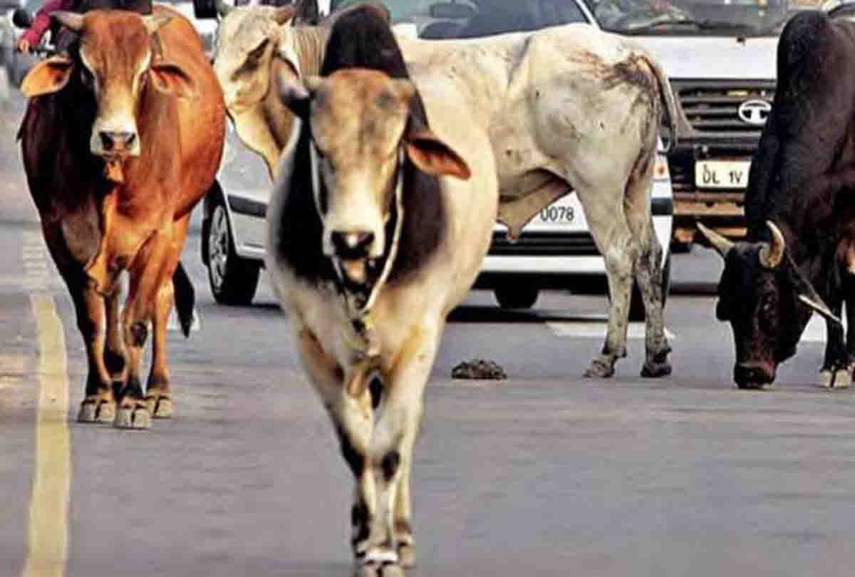 animals locked in school by farmers in etawah