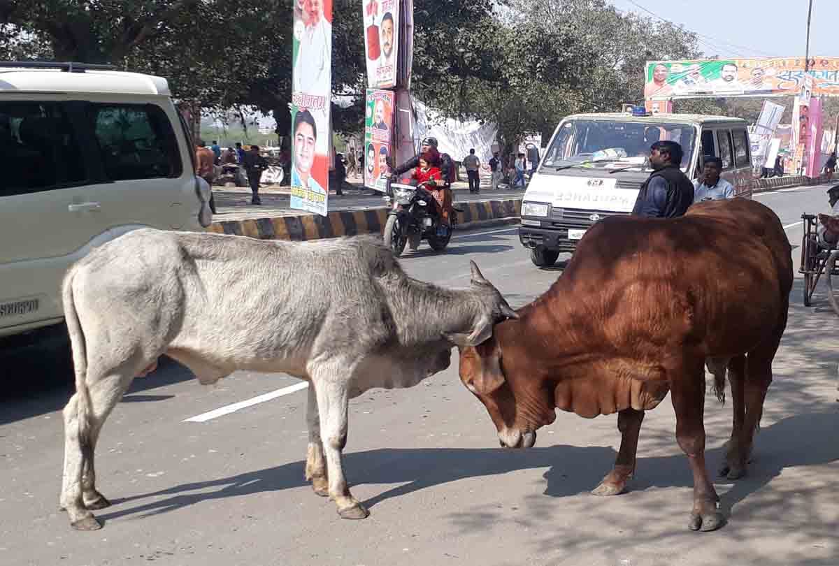 two animals start fighting in front of up cm fleet