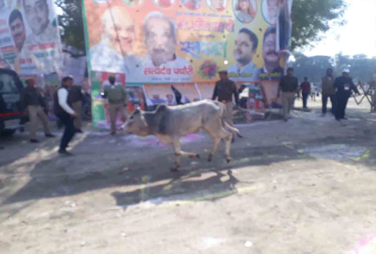 two animals start fighting in front of up cm fleet