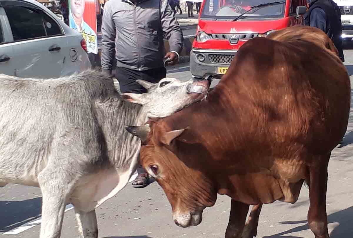 fight between two bulls in haldwani market