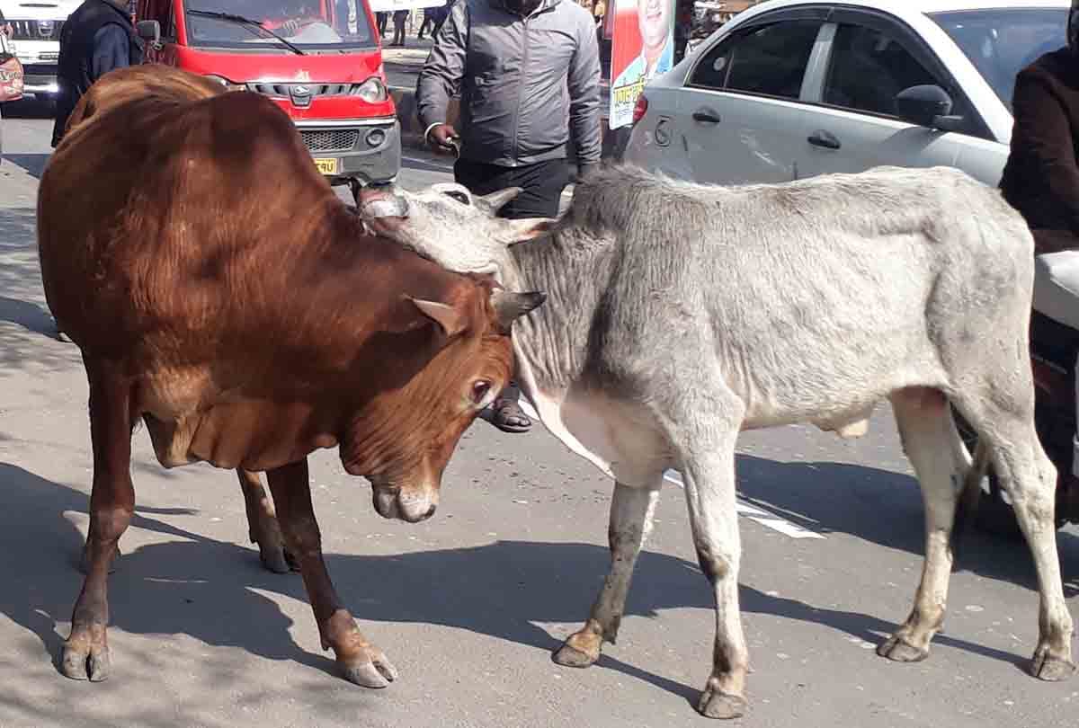 two animals start fighting in front of up cm fleet