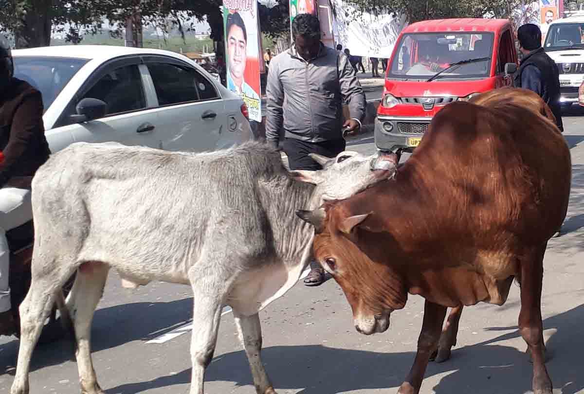 two animals start fighting in front of up cm fleet