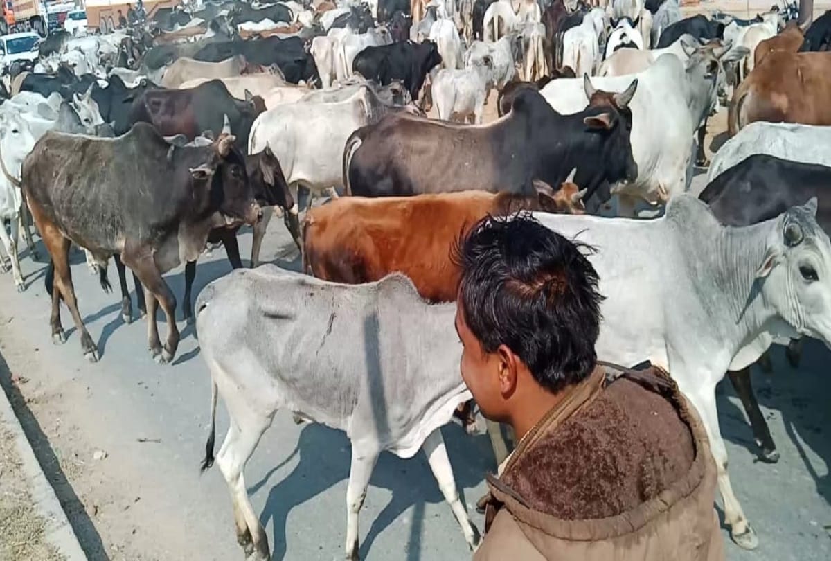 jam and chaos on the expressway as cows left on the road