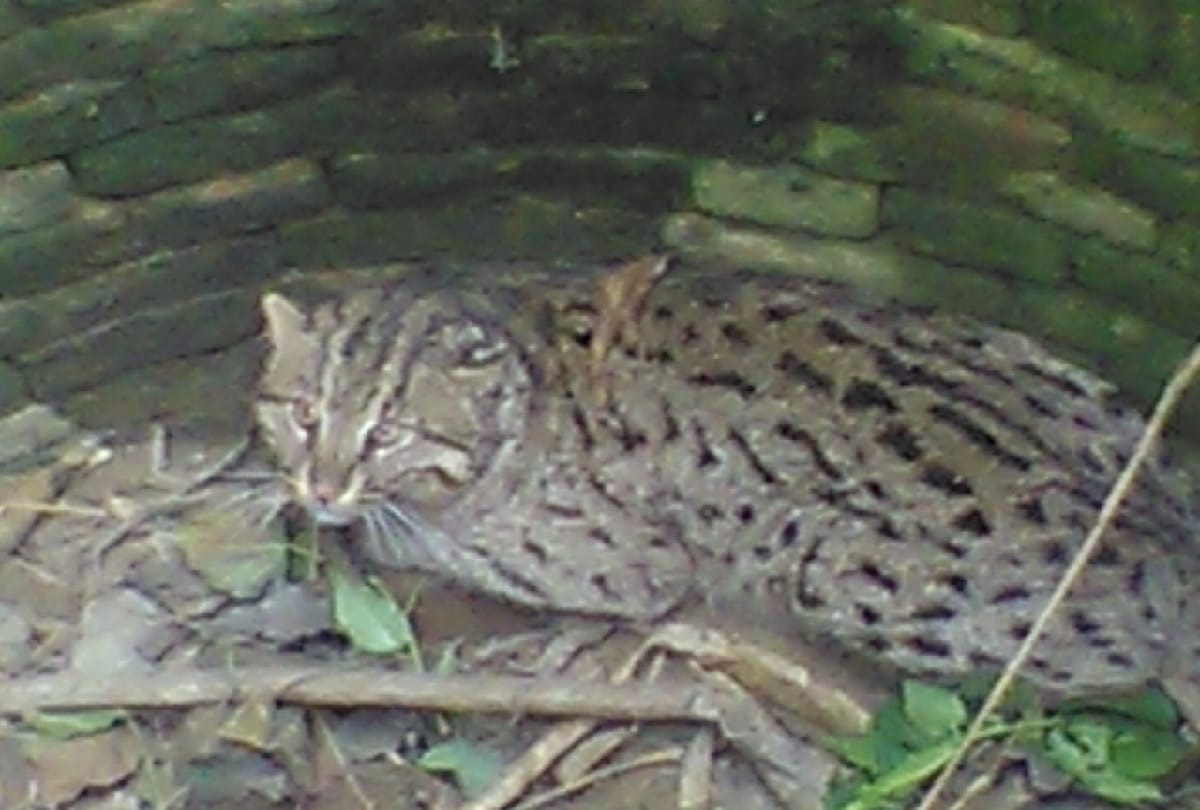 fishing cat down in well at Sant Kabir Nagar