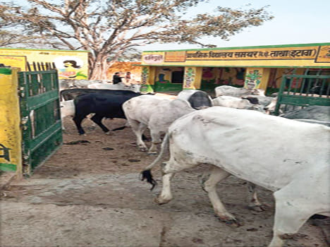 The impact of the arrest, then the Chatta dynasty closed in the school
