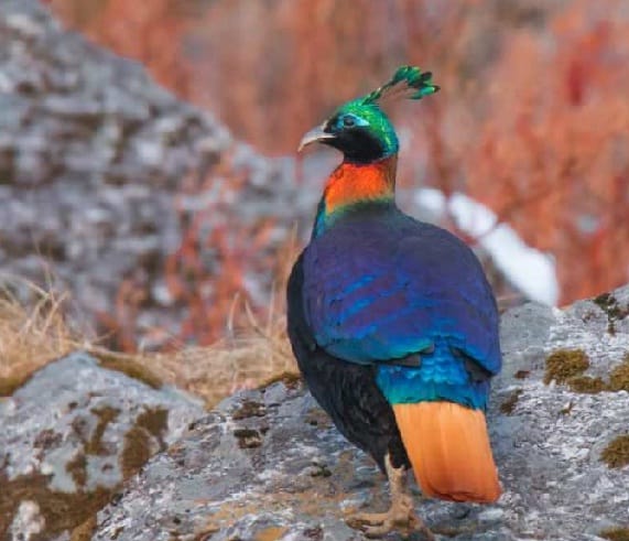Munusariyar pack for bird watching in February-March