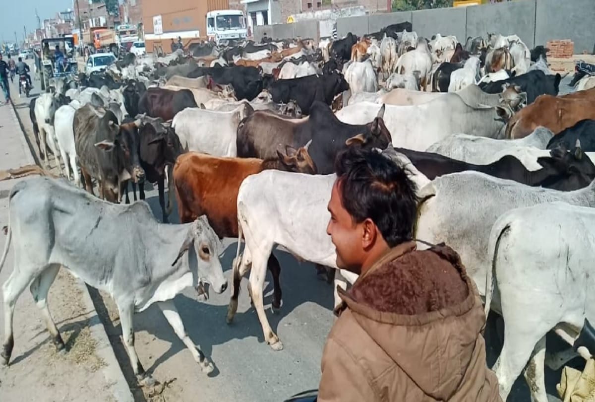 Farmers left herd of animals on Agra-Lucknow Expressway