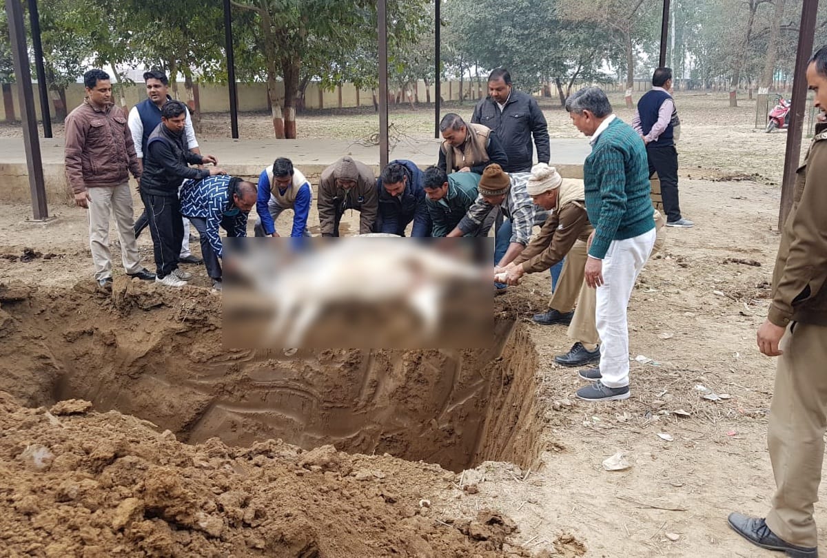 bulandshahr cow died of current in goshala officers took class of eo