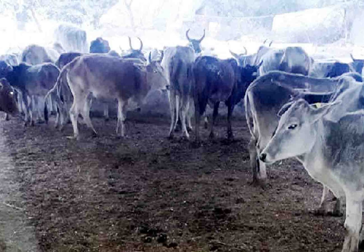 three cattle died in hardoi with in four days