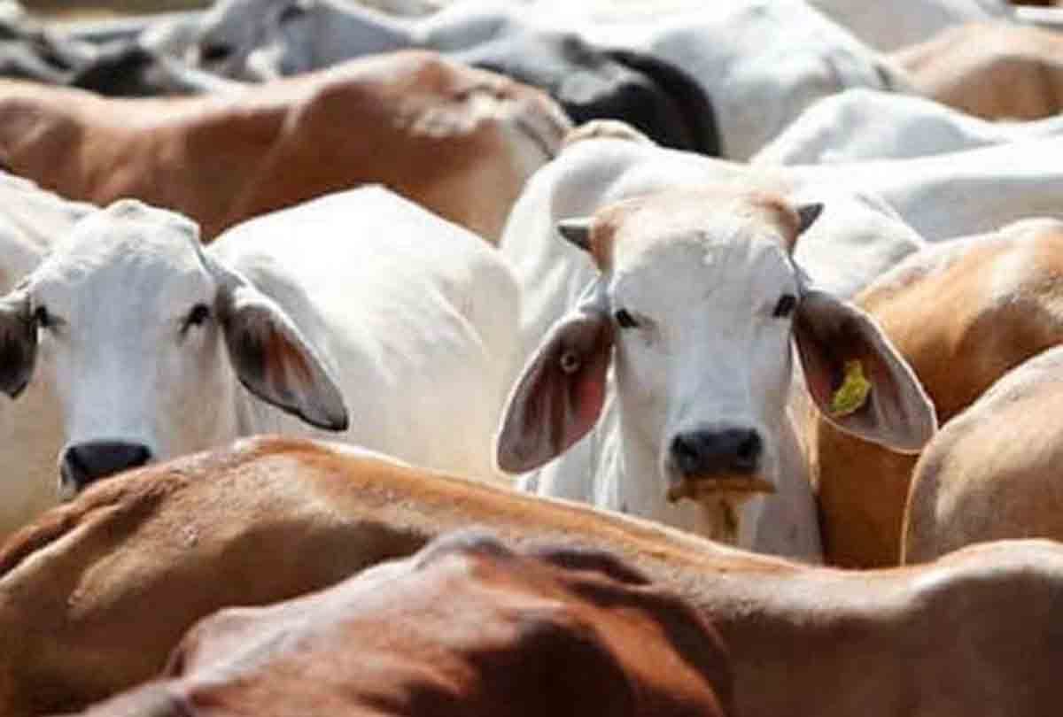 Yogi Adityanath orders cattle problem in uttar pradesh