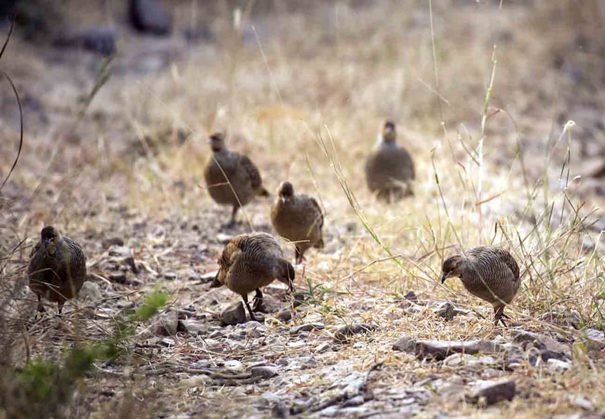 bird smugglers arrested in Unnao
