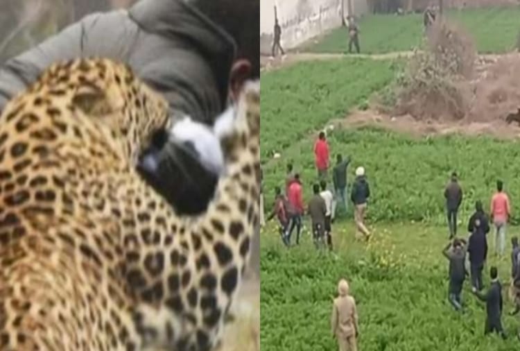 leopard seen lamma pind area of jalandhar in punjab