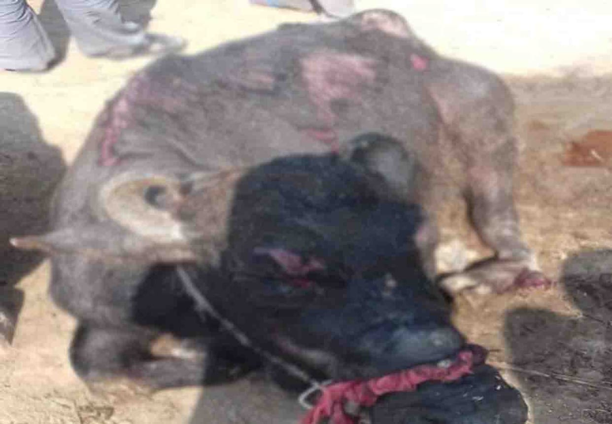 Fire in cowshed in kanpur dehat
