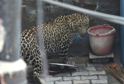 leopard seen lamma pind area of jalandhar in punjab