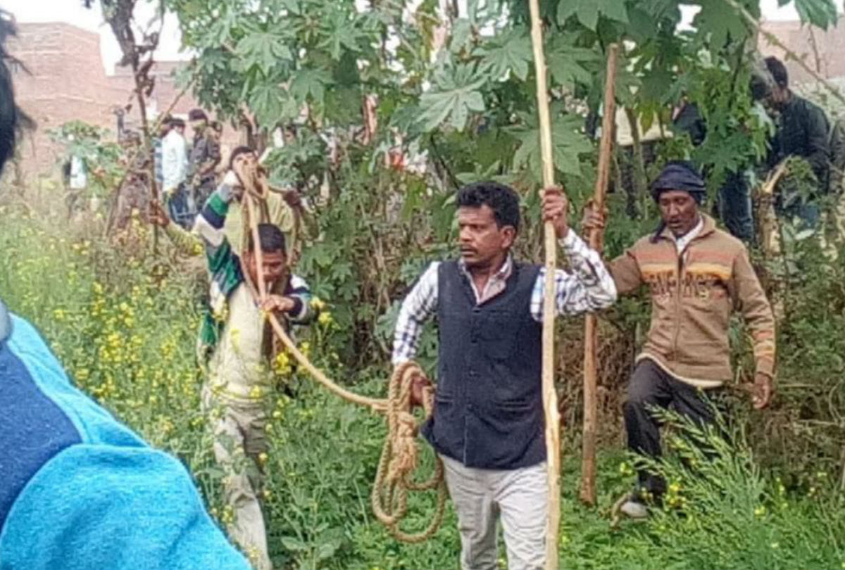 bull killed rickshaw driver in the house in etah