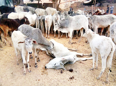 Three animals killed in Goshala