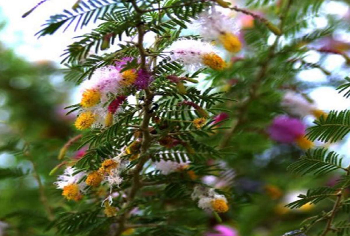 which tree related to which god know their puja