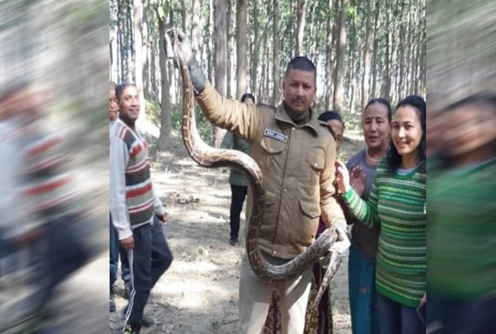 Giant python caught near house in dehradun