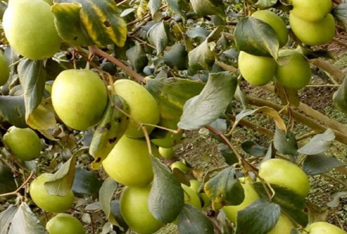 Flower and vegetable exhibition will held in Taj View Gardens agra