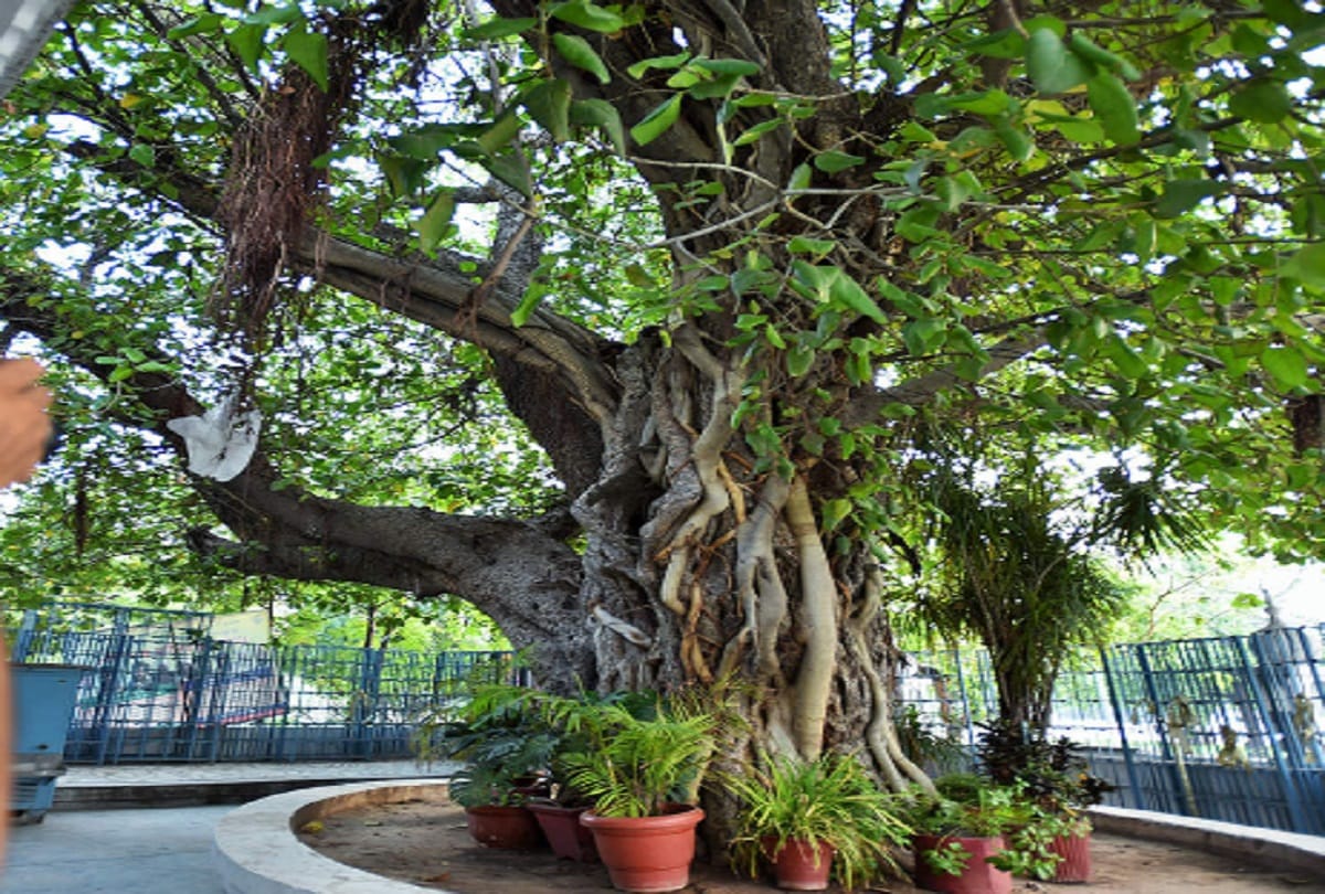 Banyan Tree Cut In Jaipur House Coloney People Unhappy Agra News