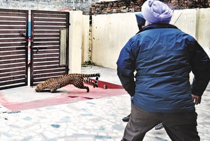 leopard seen lamma pind area of jalandhar in punjab