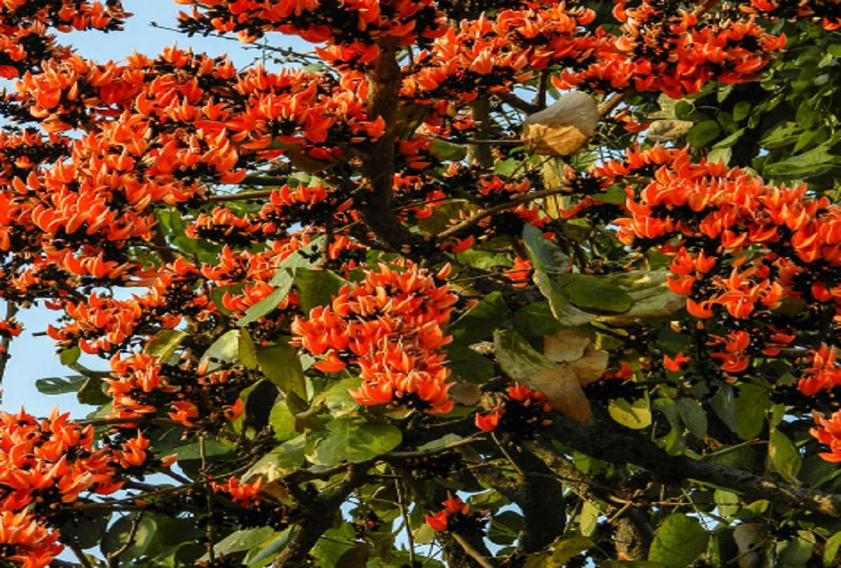 plant lucky  tree as per as  your sunshine