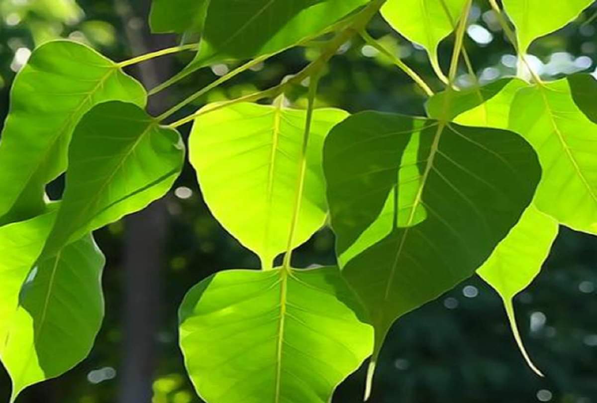 Pitru Paksha 2020 plant these five trees suring the Pitru Paksha