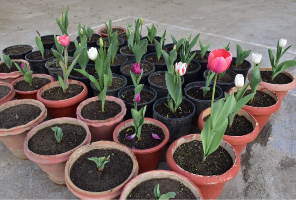 Holland tulip Flower feeding First time in uttarakhand 