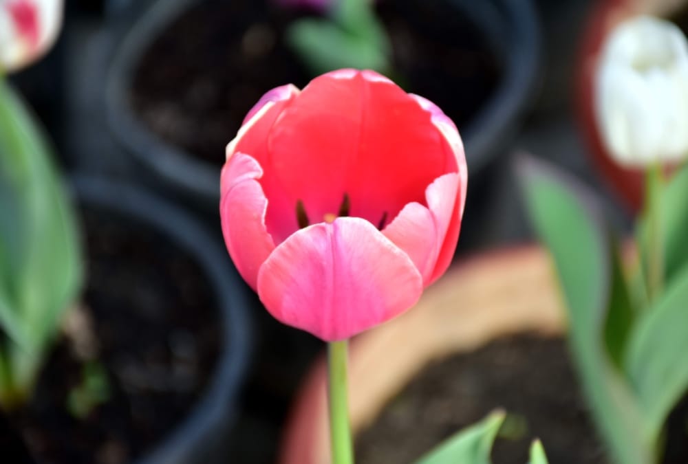 Kashmir valley Tulip Flower Grows in Munsiyari , See Beautiful Visuals