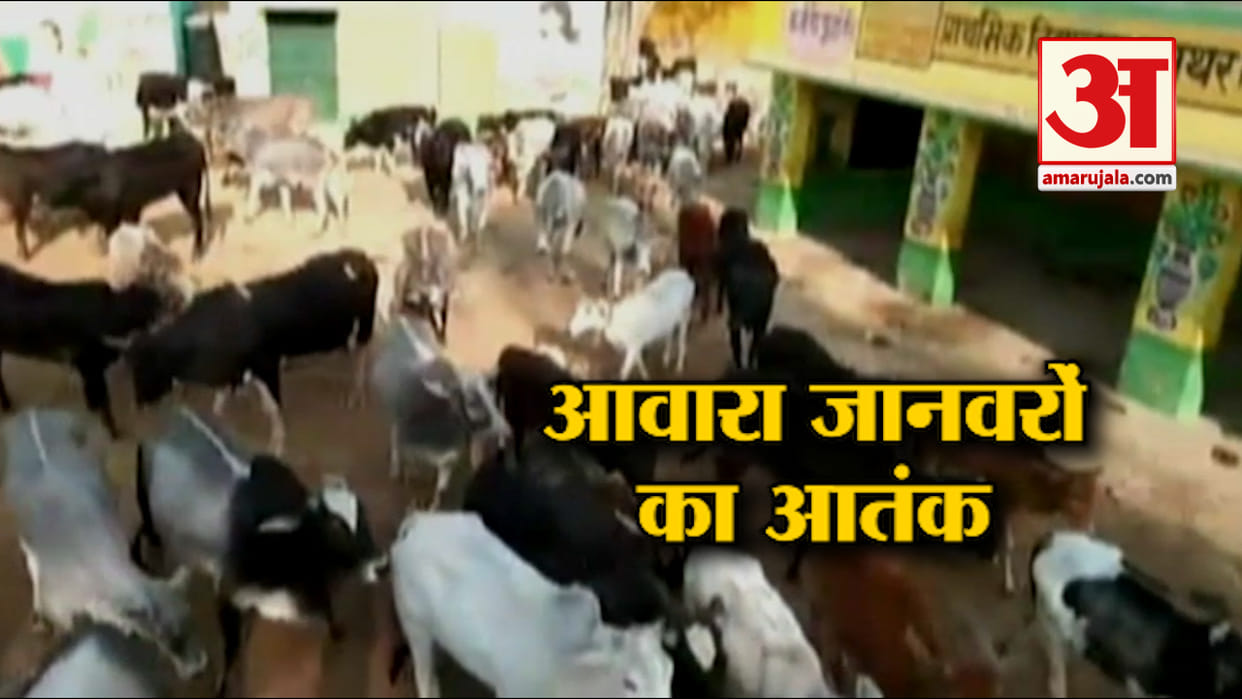 Unclaimed animals are becoming the cause of accidents in khatima