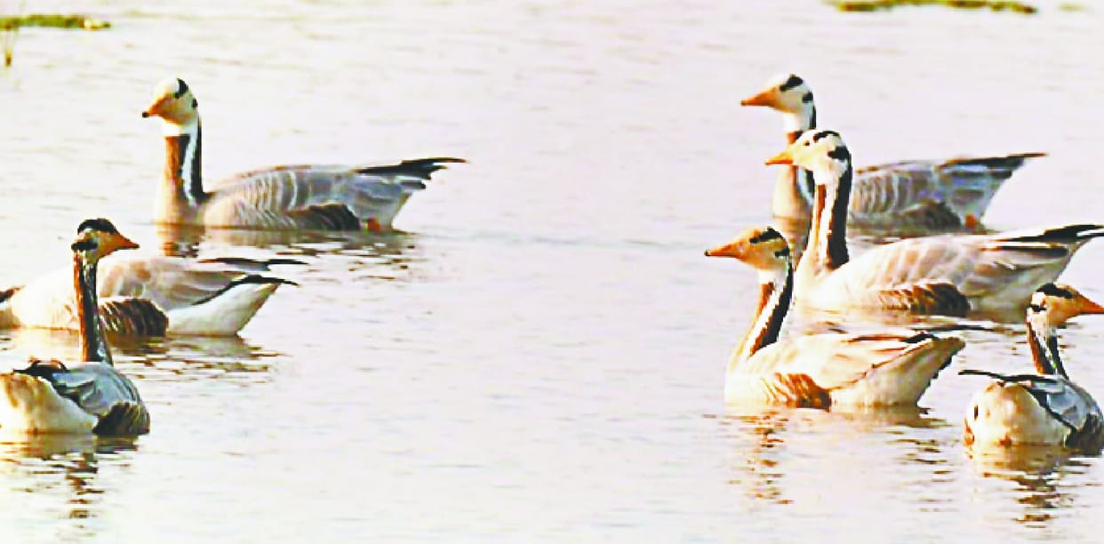 Land of the district attracting migratory birds;