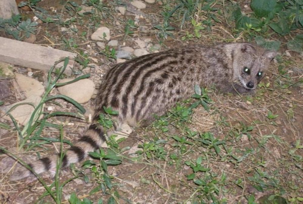 Honey badger entered in raiwala colony people in fear