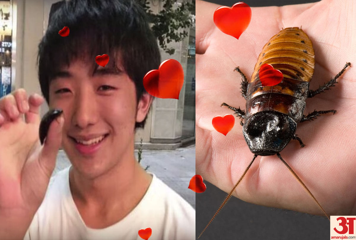 Japanese man fell in love with cockroach and killed it to be together
