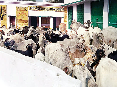 Anna locked cows and locked in school