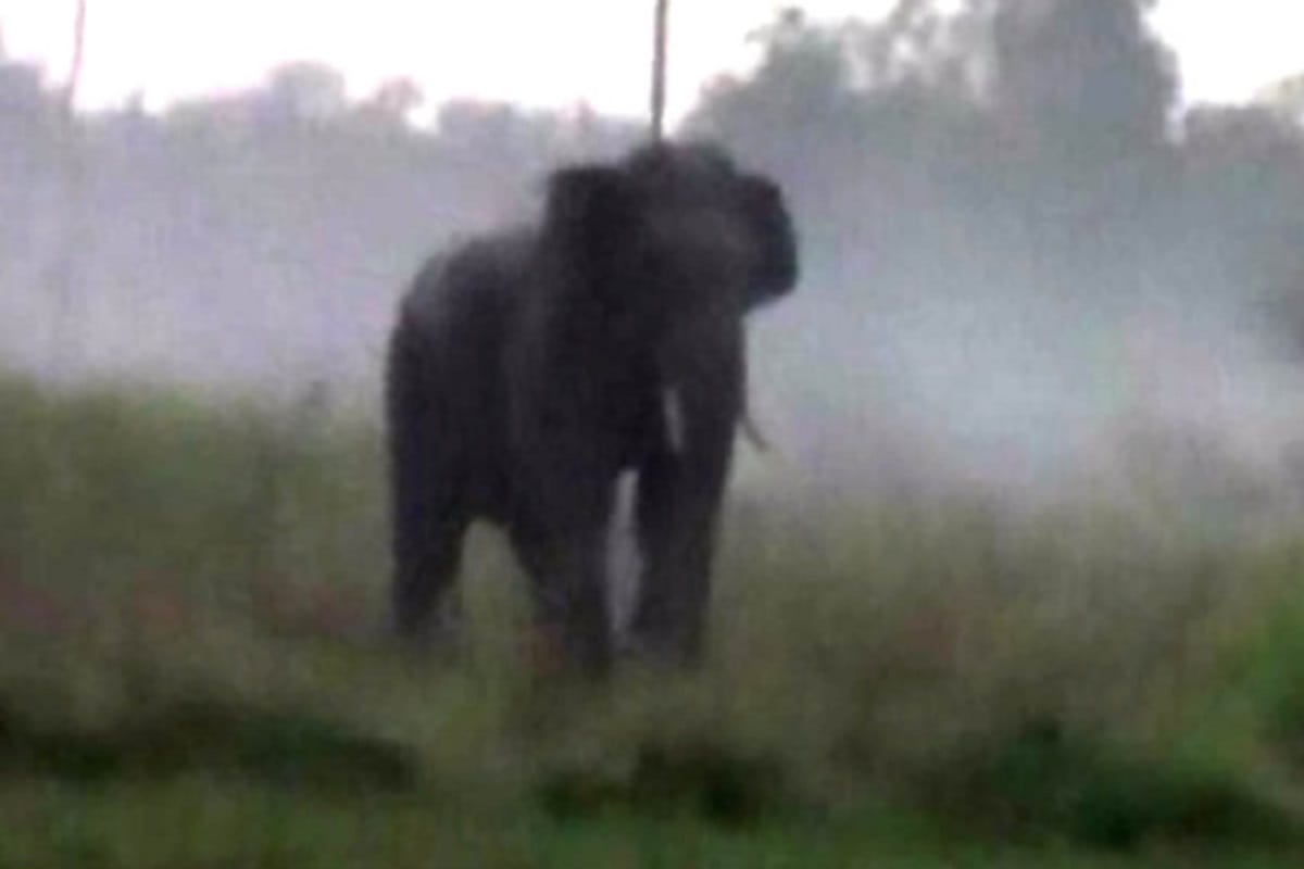 wild elephant killed old age couple brutally