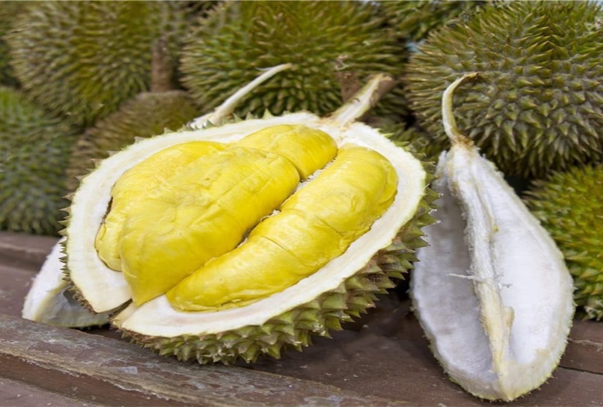 durian fruit j queen the worlds smelliest fruit price rs 71000 in indonesia