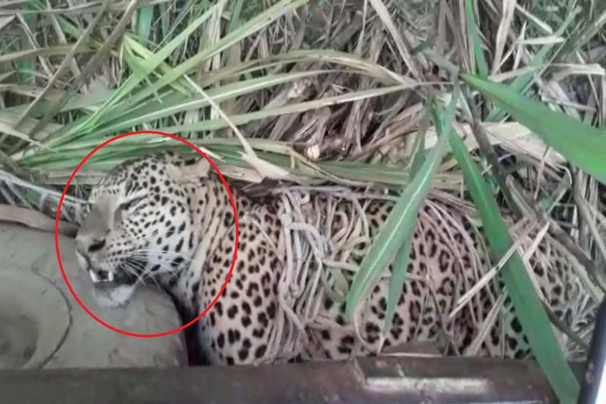Baghpat: Leopard trapped in the trap and officials of forest department did not reach the spot