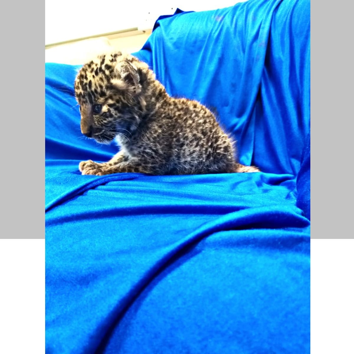 Leopard kid caught at international airport in Chennai