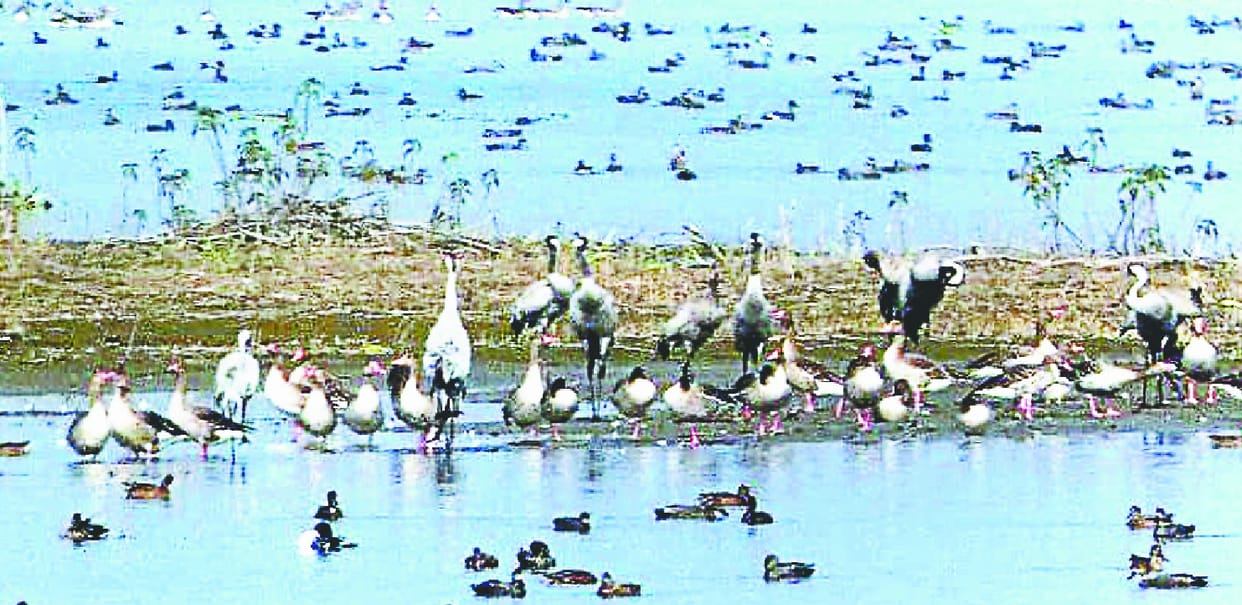 pakshiyo ke liye haiderpur wetland par jute officer