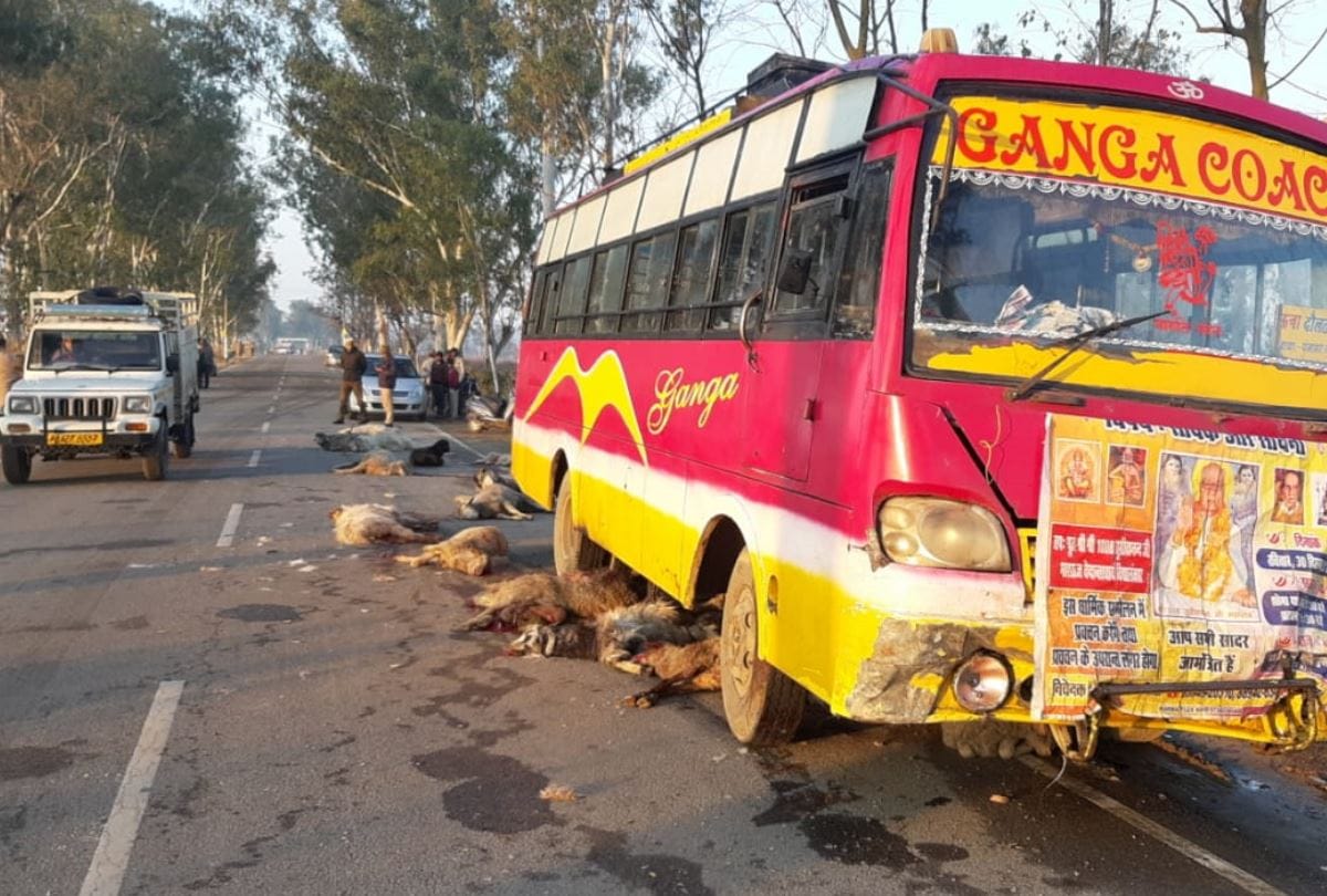 22 sheep and goats crushed to death under Bus in Una Himachal Pradesh