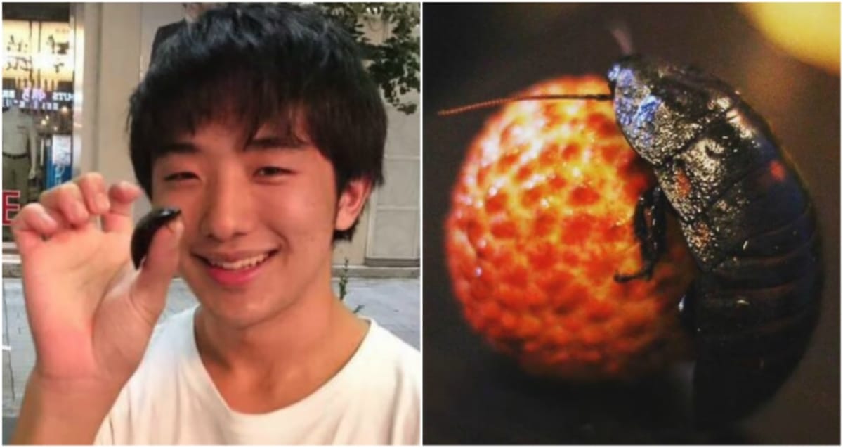 Japanese man fell in love with cockroach and killed it to be together