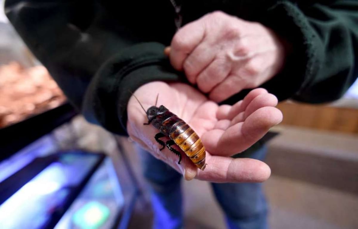 Japanese man fell in love with cockroach and killed it to be together