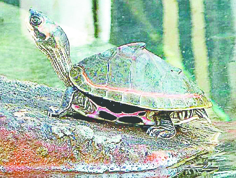 Turtle hatchery will be built near Ganga Barrage
